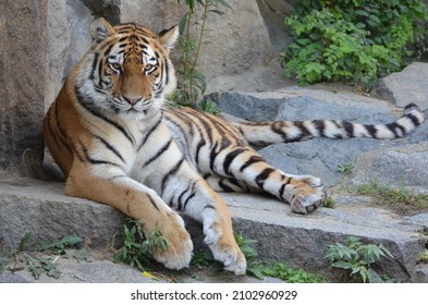 Portrait of a Siberian Tiger - Shutterstock ID 2102960929