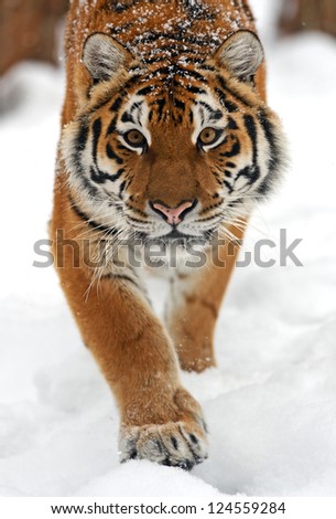 Similar – Image, Stock Photo Close up portrait of one young Siberian tiger in white snow