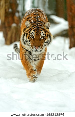 Similar – Image, Stock Photo Close up portrait of one young Siberian tiger in white snow