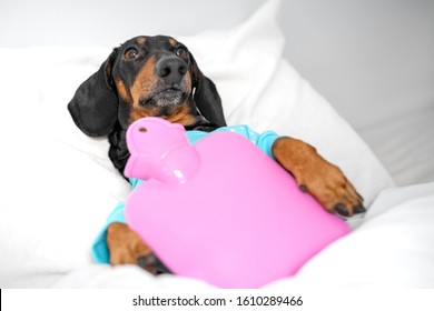 Portrait Of A Sick Dachshund Dog Lying In Bed And Hugging A Pink Heating Pad To Recover From Temperature