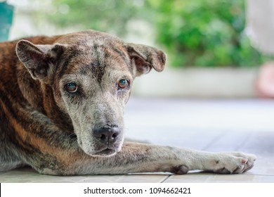 Portrait Of Sick Dog With Mydriasis Symptoms Or Pupils To Dilate That Cause Blindness For Pet Healthcare Concept