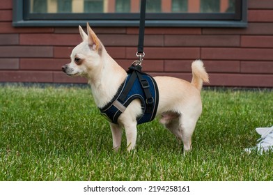  portrait of the side of a Chihuahua dog wearing breast-band and holded by the owner 