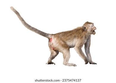Portrait side view Macaca, Brown monkey alone that is screaming, intimidated, shout, scared, prepare to fight. Isolated on white background in full depth of field with clipping path