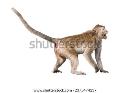 Portrait side view Macaca, Brown monkey alone that is screaming, intimidated, shout, scared, prepare to fight. Isolated on white background in full depth of field with clipping path
