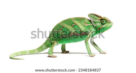 Portrait side view of a veiled chameleon, Chamaeleo calyptratus, isolated on white