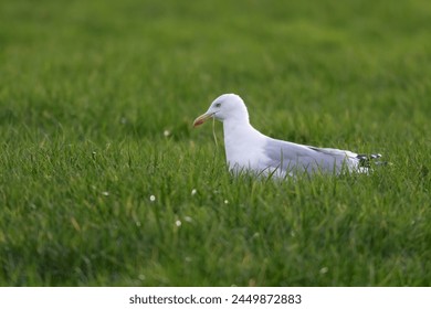 A portrait of the side of a white gull, mew or seagull seabird sitting in the green grass of a meadow on the countryside. The feathered animal is looking straight searching for food. - Powered by Shutterstock