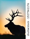 A portrait silhouette of a Bull Elk at sunset.