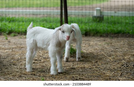 Portrait Of A Silly Baby Goat