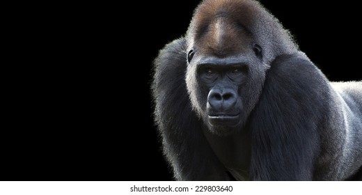 black gorilla images stock photos vectors shutterstock