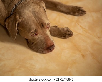 Portrait Of Silver Brown Pitbull Dog.