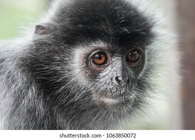 Portrait Of Silver Leaf Monkey (Trachypithecus Cristatus)