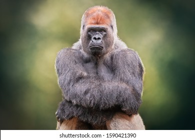 Portrait Of A Silverback Gorilla Crossing Hands. African Wild Animal. It Is A Primate Similar To The Monkey