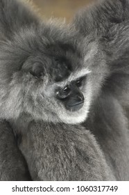 Portrait of Silvery gibbon (Hylobates moloch)