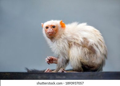 portrait of a silvery marmoset in natural habitat - Shutterstock ID 1893937057