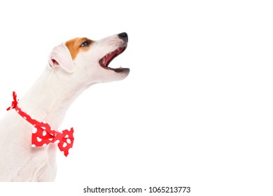 Portrait Of A Singing Dog Jack Russell Terrier In A Red Bow Tie, Isolated On White Background