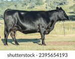portrait of single angus cow in field