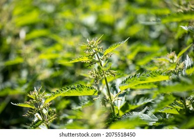 A Portrait Of A Single Branch Of An Urtica Dioica, Common-nettle Or Stinging Nettle. The Plant Is Often Used For Tea, Soup Or Traditional Medicine. Standing In A Field Of Nettles But Isolated By Blur.