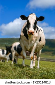 Portrait Of A Single Dairy Cow