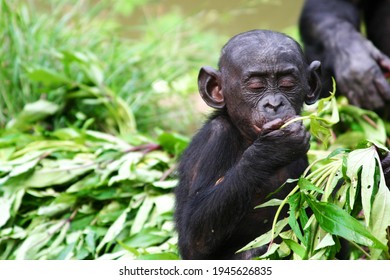 Bonobo Images Photos Et Images Vectorielles De Stock Shutterstock