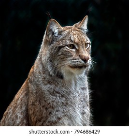 Portrait Sitting Eurasian Lynx Stock Photo 794686429 | Shutterstock