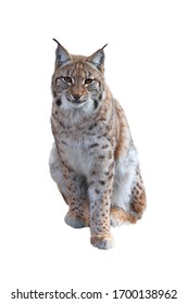 1,307 Bobcat Sitting Images, Stock Photos & Vectors 