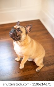 Portrait of a sitting French Bulldog puppy, with a curious face looking left, and space for text on top - Shutterstock ID 1106214671