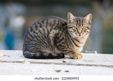 Portrait of a sitting grey tabby cat.