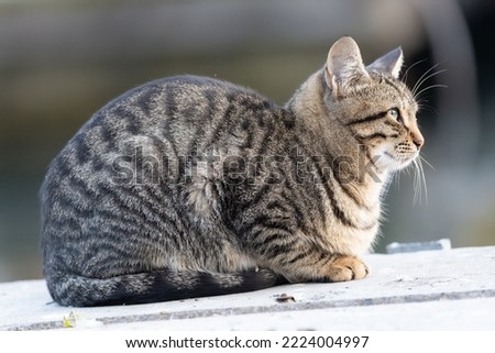 Portrait of a sitting grey tabby cat.