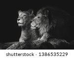 Portrait of a sitting lions couple close-up on an isolated black background. Male lion sniffing female.