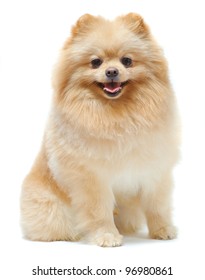 Portrait of sitting pomeranian spitz isolated on white