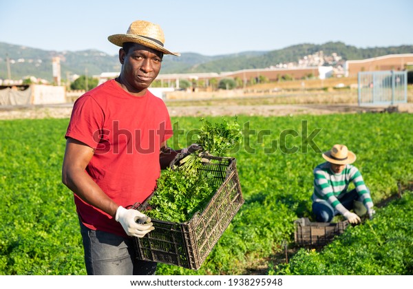 Portrait of skilled african\
american farm worker with box of picked parsley on field. Harvest\
time.