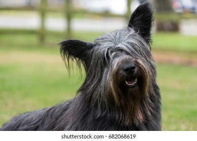 Portrait Of Skye Terrier