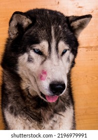 Portrait Of A Sled Dog With Pink Lipstick Kiss.