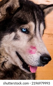 Portrait Of A Sled Dog With Pink Lipstick Kiss.