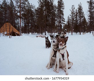 Portrait of Sled dogs in Kiruna, Sweden