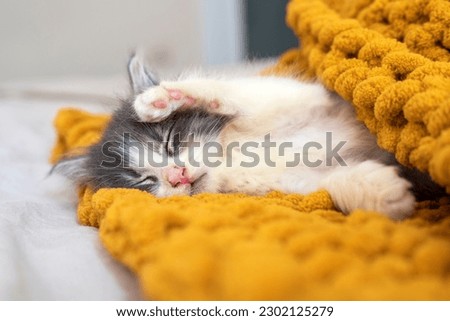 Portrait of sleeping cute kitten. Cats rest napping on bed. Comfortable pets sleep at cozy home.