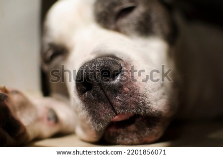 Portrait of a sleeping dog