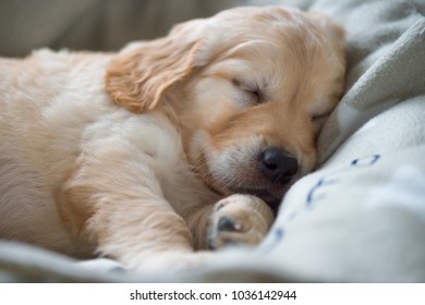 Portrait of a sleeping Golden Retriever puppy, lying on a cozy blanket. Close up. - Powered by Shutterstock