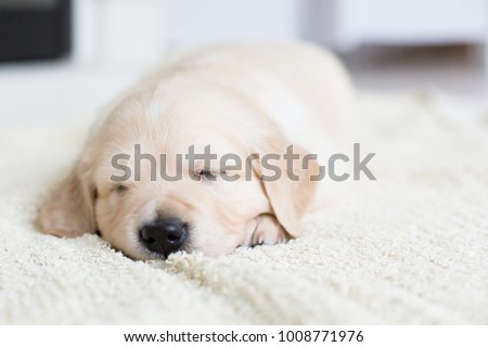 Portrait of the sleeping golden retriever puppy with rose ribbon. Cute one month old baby girl breed golden retriever
