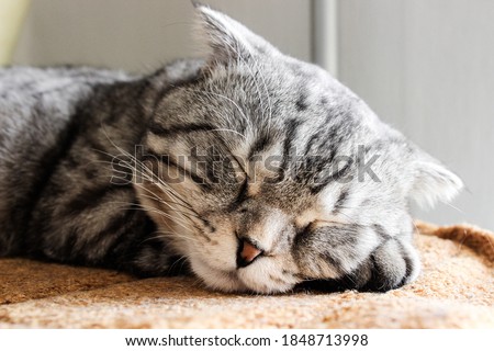 Portrait of sleeping grey scottish fold cat. Tabby  shorthair kitten. Big yellow eyes. A beautiful background for wallpaper, cover, postcard. Isolated, close up. Cats concept.