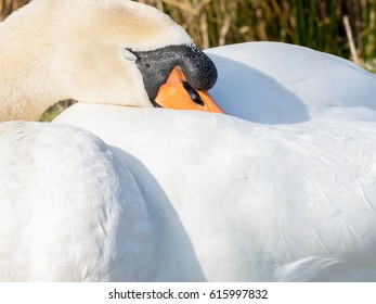 Portrait of a sleeping mute swan 