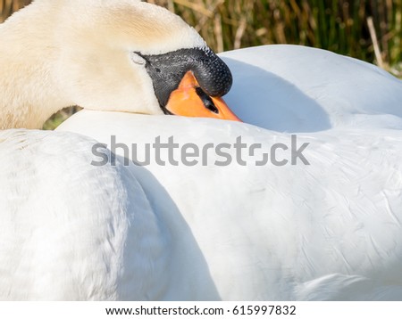 Portrait of a sleeping mute swan 
