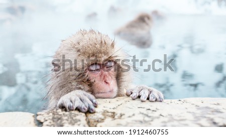 Portrait of sleeping Snow monkey sitting in a hot spring, Japan.