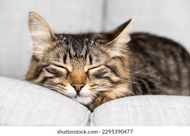 Portrait of a sleeping striped young cat on a gray sofa. The cat is resting - Powered by Shutterstock
