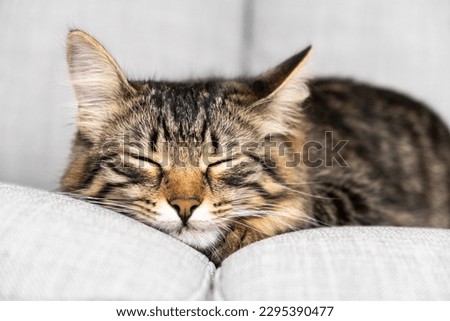Portrait of a sleeping striped young cat on a gray sofa. The cat is resting