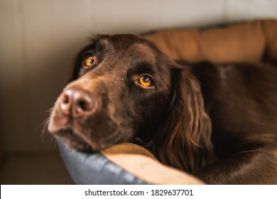 Portrait Of Sleepy Brown Cocker Spaniel Puppy In Bed