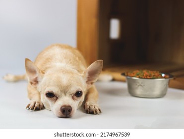 Portrait of sleepy brown  short hair  Chihuahua dog lying down in  front of wooden dog house with food bowl, looking at camera, isolated on white background.
