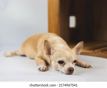 Portrait of sleepy brown  short hair  Chihuahua dog lying down in  front of wooden dog house, isolated on white background.