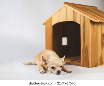 Portrait of sleepy brown  short hair  Chihuahua dog lying down in  front of wooden dog house, isolated on white background.