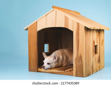 Portrait of sleepy brown  short hair  Chihuahua dog lying down insiide wooden dog house, isolated on blue background.